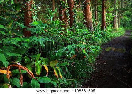 Sete Cidades landscape, Sao Miguel Island, Azores, Europe