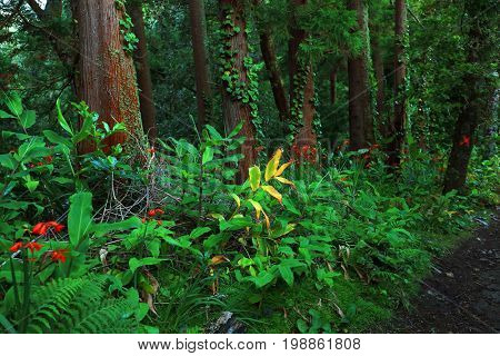 Sete Cidades landscape, Sao Miguel Island, Azores, Europe