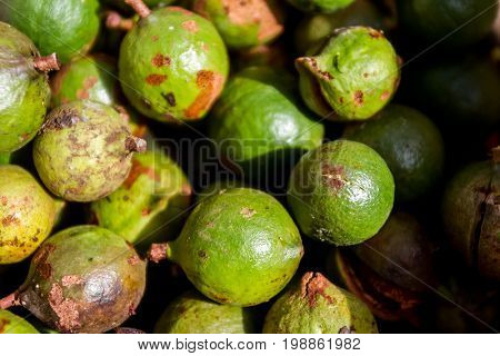 macadamian nuts farm, harvest time