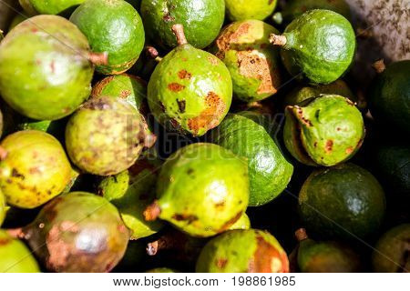 macadamian nuts farm, harvest time
