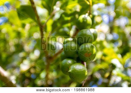 macadamian nuts farm, harvest time