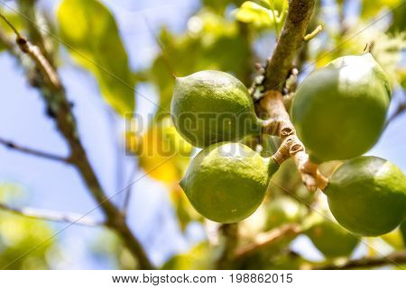 macadamian nuts farm, harvest time