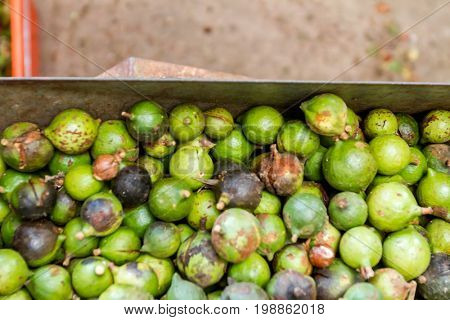 macadamian nuts farm, harvest time
