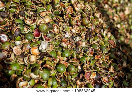 macadamia nuts, nuts orchid, macadamian nuts farm, harvest time