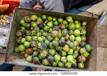 macadamia nuts, nuts orchid, macadamian nuts farm, harvest time