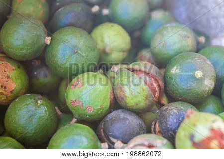 macadamia nuts, nuts orchid, macadamian nuts farm, harvest time