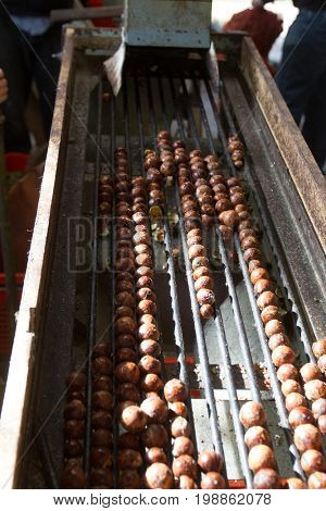 macadamia nuts, nuts orchid, macadamian nuts farm, harvest time