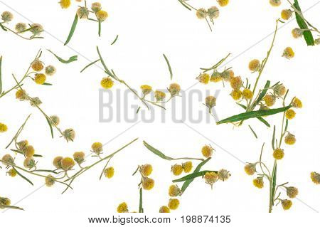 Sagebrush on white background