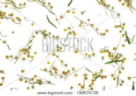 Sagebrush on white background