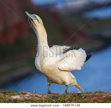 The northern gannet on the island of Helgoland, Germany