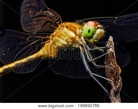 Large yellow dragon fly perched on a branch of a tree. The insect's eyes mouth and hairs are clearly visible.
