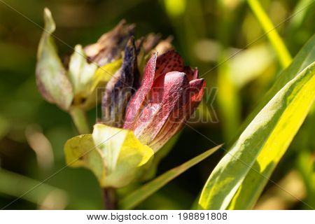 Flower of a purple gentian (Gentiana purpurea).