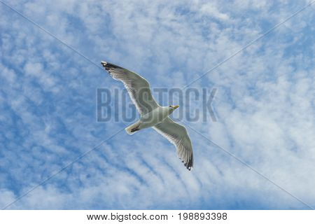 White gull flying Lower New York Bay Atlantic Ocean