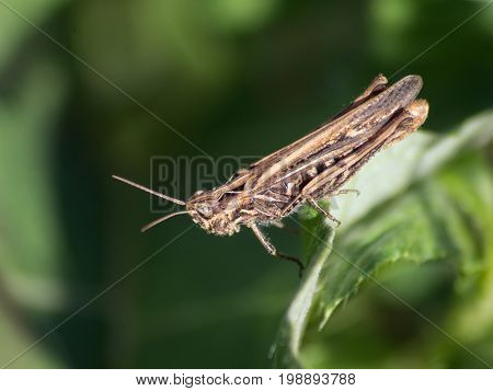 Short necked mantis (Dociostaurus brevicollis) heading fields.