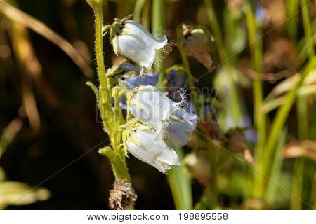 Flower of a Bearded Bellflower (Campanula barbata)