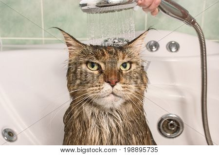 Wet cat. Muzzle of wet cat in the bathroom