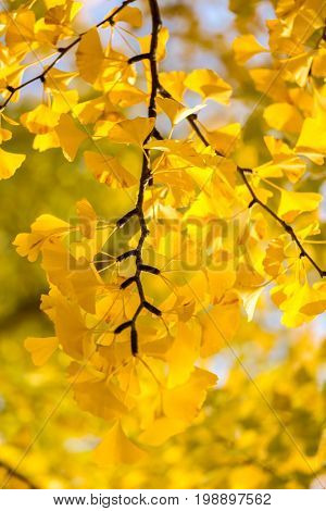 Ginkgo trees in Autumn in Tokyo Japan