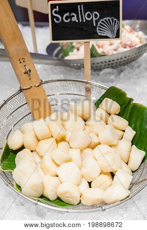 Fresh scallop seafood on ice