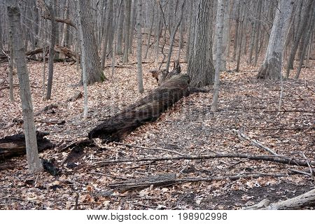 A fallen log rots on the forest floor of the Hammel Woods Forest Preserve in Shorewood, Illinois, during December.