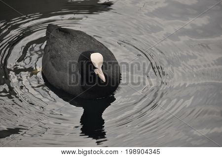 Coot a bird floating on Lake Garda in Italy