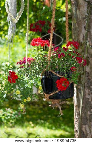 Storksbills Or Geranie In A Hanging Basket.