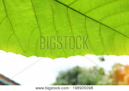 Green Cell Structure Texture Of Nature Leaf Background