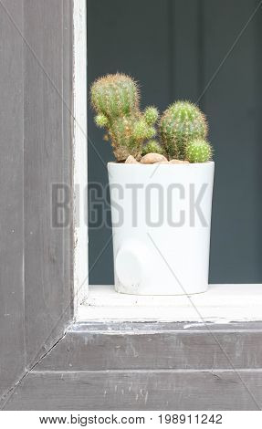 Close Up Of Cactus Plant Beside Window