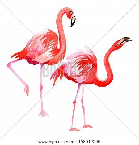 Sky bird flamingo in a wildlife by vectorr style isolated. Wild freedom, bird with a flying wings. Aquarelle bird for background, texture, pattern, frame, border or tattoo.