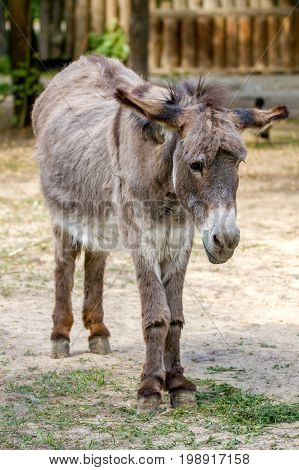 a Picture of a sad pet ass