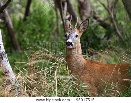 A roedeer buck in a meadow field
