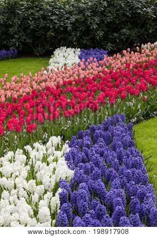 colorful tulips and hyacinths blooming in a garden