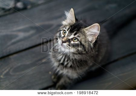 Cute tabby kitten looking up. This adorable domestic pet has a beautiful soft tabby pattern fur coat. The small young cat is sitting on a dark wooden background.