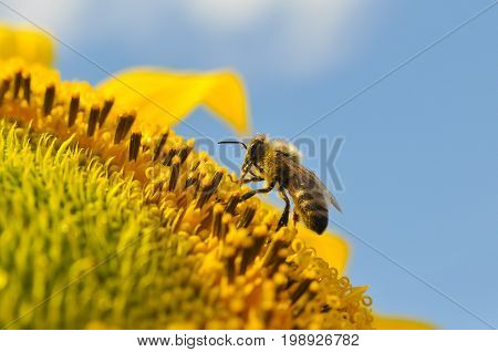 Honey Bee on sunflower. Bee produces honey on a flower. Close-up shot of bee collect nectar on sunflower