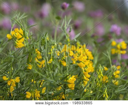 Birdsfoot trefoil on a flower meadow. Red clover in the background.