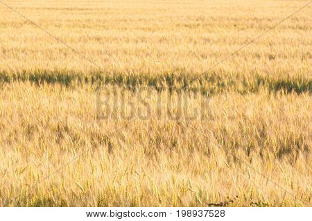 A General View At The Seeded Field