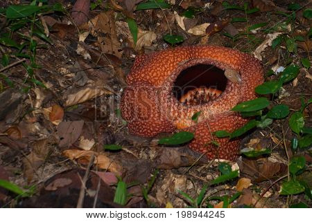 Rafflesia, The Biggest Flower In The World. This Species Located In Ranau Sabah, Borneo.