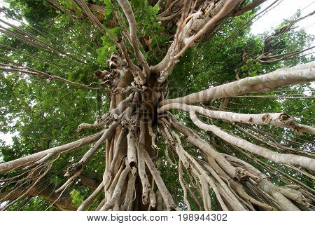 Banyan tree trunk and branches in Mendut Temple area, located near Borobudur Temple, Java, Indonesia