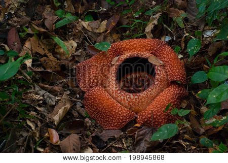 Rafflesia, The Biggest Flower In The World. This Species Located In Ranau Sabah, Borneo.