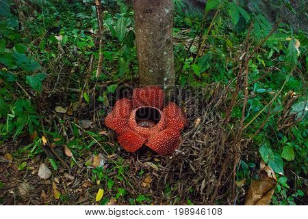 Rafflesia, The Biggest Flower In The World. This Species Located In Ranau Sabah, Borneo.