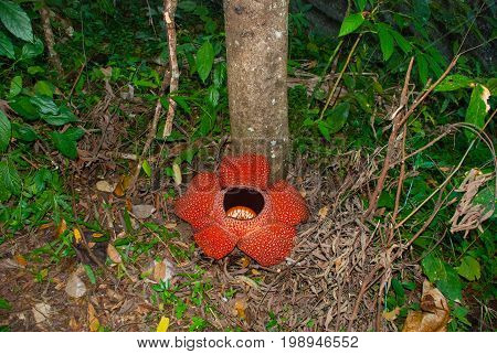 Rafflesia, The Biggest Flower In The World. This Species Located In Ranau Sabah, Borneo.