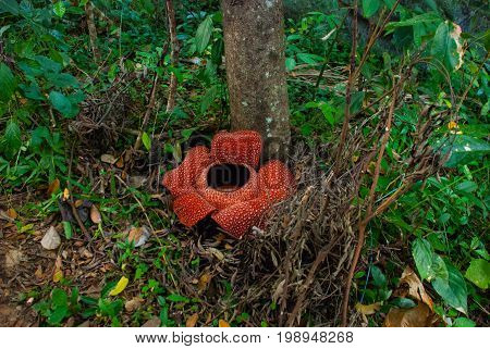 Rafflesia, The Biggest Flower In The World. This Species Located In Ranau Sabah, Borneo.