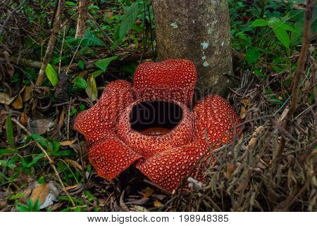 Rafflesia, The Biggest Flower In The World. This Species Located In Ranau Sabah, Borneo.