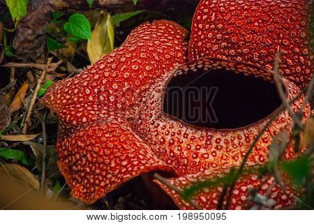Rafflesia, The Biggest Flower In The World. This Species Located In Ranau Sabah, Borneo.