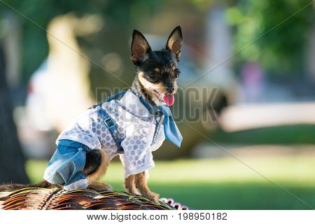 A little dog is dressed in fashionable clothes for a walk