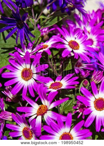 Magenta bicolour , purple flowers bouquet for spring background.