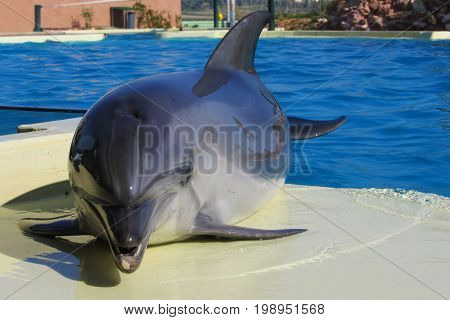 Dolphin outside the pool at the zoo