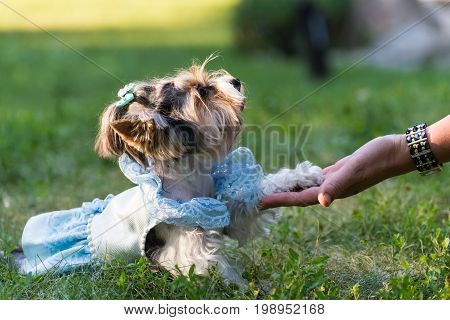 A small dog in a fashionable blue robe for a walk gives the paw to the owner