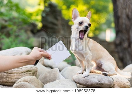 A small dog on a walk opened its mouth, next to the owner's hand with a white card