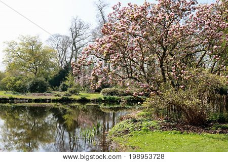 The arboretum with blossoming magnolia's, Kalmthout Belgium
