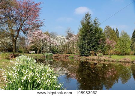 fern in the arboretum with blossoming trees, Kalmthout Belgium